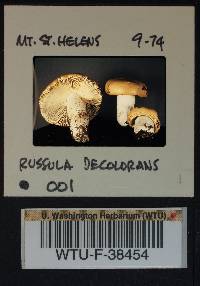 Russula decolorans image