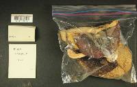 Russula benwooii image