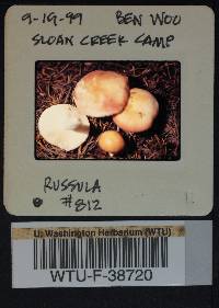 Russula montana image