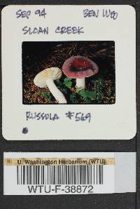 Russula mordax image