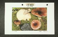 Russula salishensis image