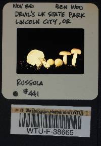 Russula parapallens image