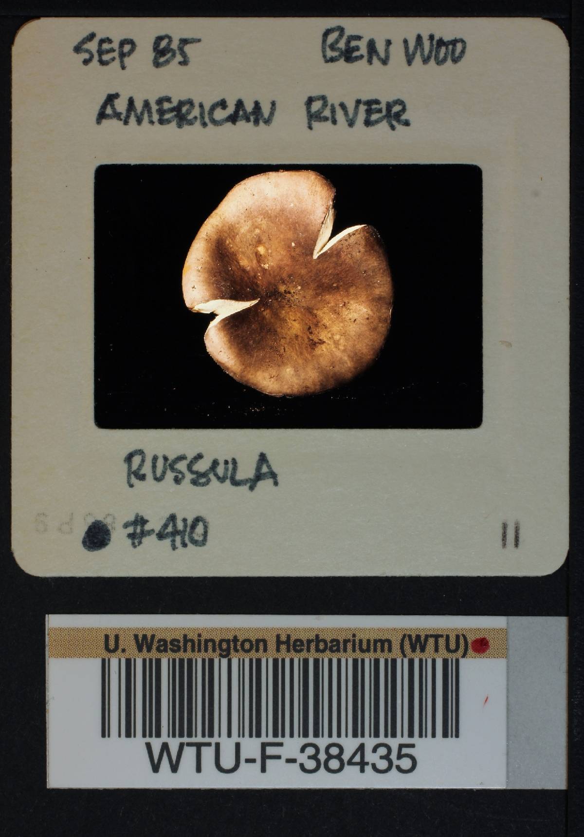Russula benwooii image