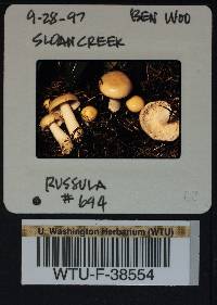 Russula montana image