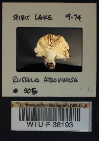 Russula atrovinosa image