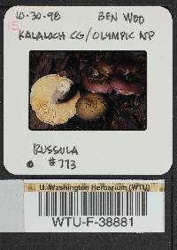 Russula occidentalis image