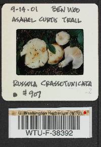 Russula crassotunicata image