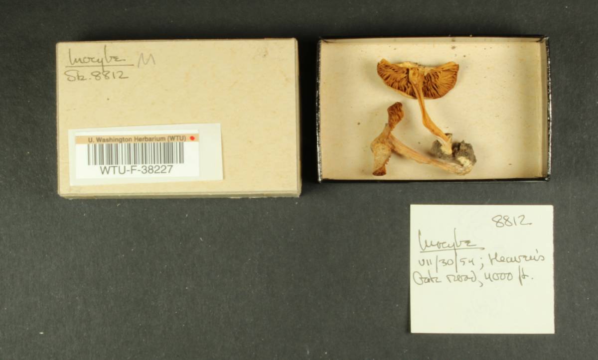 Inocybe decipiens image