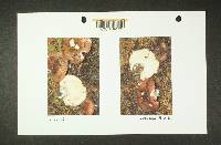 Russula obscurozelleri image