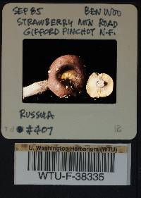 Russula occidentalis image