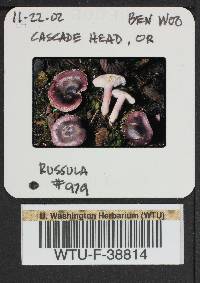 Russula queletii image