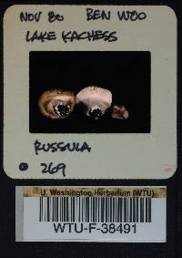 Russula benwooii image