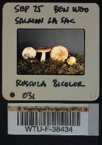 Russula bicolor image