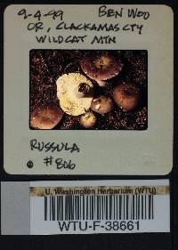 Russula benwooii image