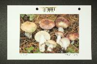 Russula pseudotsugarum image