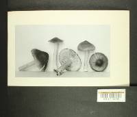 Inocybe leiocephala image