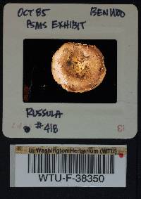 Russula benwooii image