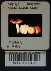 Russula emetica image