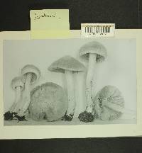 Inocybe kauffmanii image