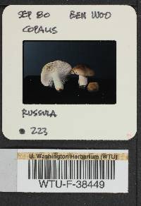 Russula parapallens image