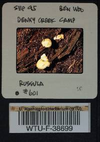 Russula emetica image