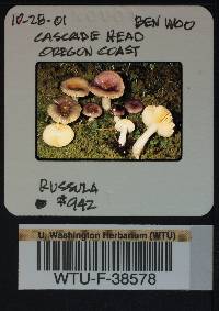 Russula zelleri image