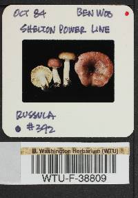 Russula salishensis image