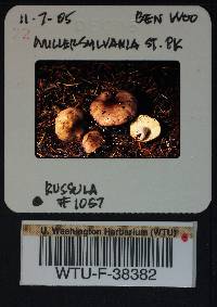 Russula obscurozelleri image
