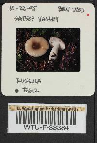 Russula nauseosa image