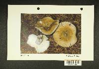 Russula benwooii image