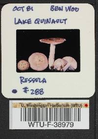 Russula mordax image