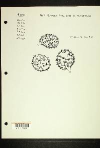 Russula xerampelina image