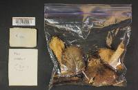 Russula benwooii image