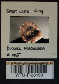 Russula atrovinosa image