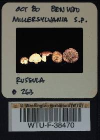 Russula obscurozelleri image