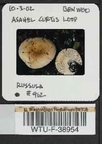 Russula viridofusca image