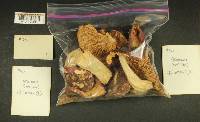 Russula obscurozelleri image