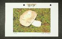 Russula benwooii image