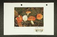 Russula emetica image