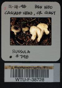 Russula queletii image