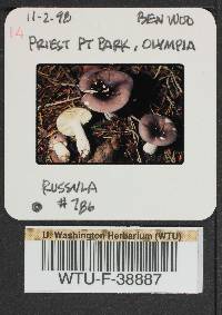 Russula pseudotsugarum image