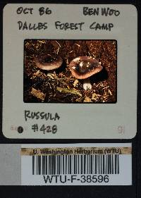 Russula hypofragilis image