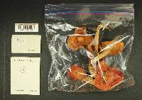 Russula emetica image