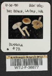 Russula parapallens image