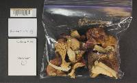 Russula obscurozelleri image