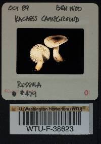 Russula phoenicea image