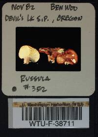 Russula rhodocephala image