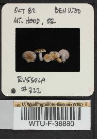 Russula montana image