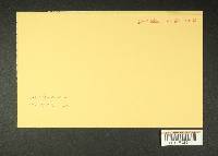 Inocybe rimosoides image