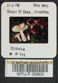 Russula pseudopelargonia image